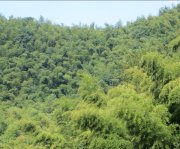 竹子的特點有哪些？